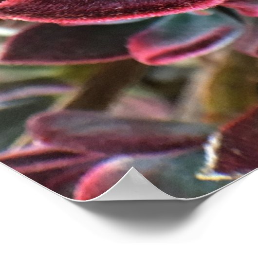 Rote Velvet Sukkulent Poster (Ecke)