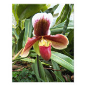 Rote Venus Slipper Orchid Floral Fotodruck (Vorne)
