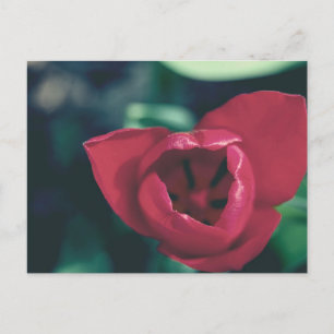 Rote Vintage-Tulpe Postkarte