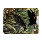 Rote Vögel und Nest in den Klauen Magnet (Horizontal)