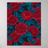 Rote Waratah-Blume Poster (Vorne)