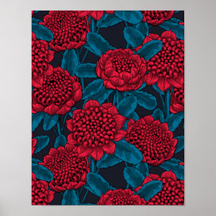 Rote Waratah-Blume Poster