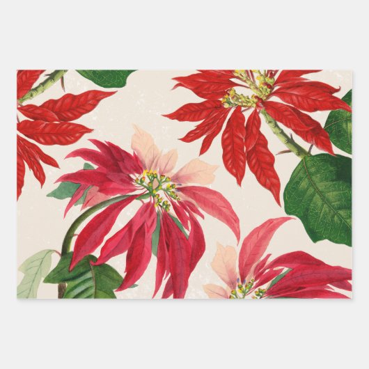 Rote Wasserfarbe Poinsettia Blumengrün Geschenkpapier Set (Vorderseite 2)