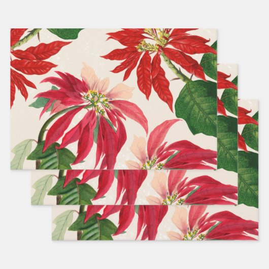 Rote Wasserfarbe Poinsettia Blumengrün Geschenkpapier Set (Set)