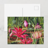 Rote Wasserlilie aus Südindien Postkarte (Vorne/Hinten)