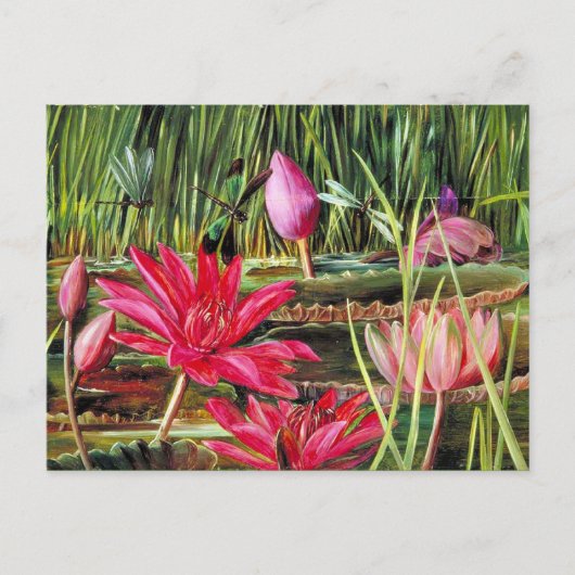Rote Wasserlilie aus Südindien Postkarte (Vorderseite)