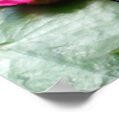 Rote Wasserlilien - Canvas-Prints Poster (Ecke)