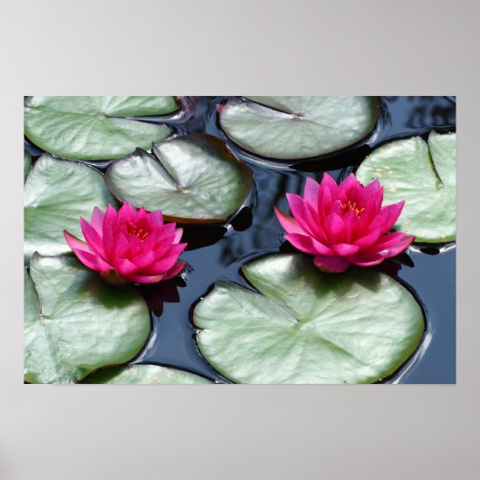 Rote Wasserlilien - Canvas-Prints Poster (Vorne)