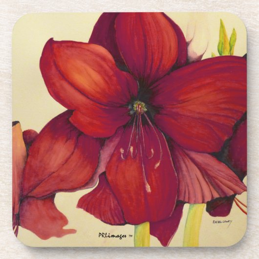 Rote Weihnachtsamaryllis-PlastikUntersetzer-Set Getränkeuntersetzer (Vorderseite)