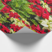 Rote WeihnachtsBlume Poinsettia Geschenkpapier (Ecke)