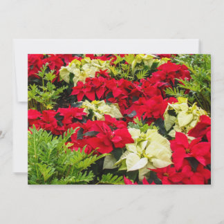 Rote Weihnachtsblume Poinsettie Feiertagskarte