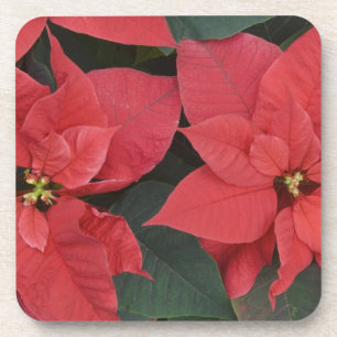 Rote Weihnachtsstern-Detail (Euphorbia pulcherrima Getränkeuntersetzer