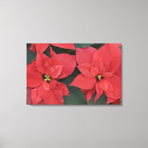 Rote Weihnachtsstern-Detail (Euphorbia pulcherrima Leinwanddruck