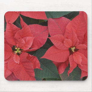 Rote Weihnachtsstern-Detail (Euphorbia pulcherrima Mousepad