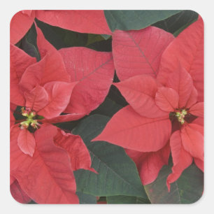 Rote Weihnachtsstern-Detail (Euphorbia pulcherrima Quadratischer Aufkleber
