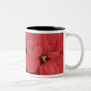 Rote Weihnachtsstern-Detail (Euphorbia pulcherrima Zweifarbige Tasse
