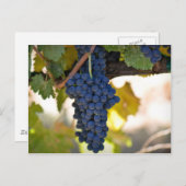 Rote Weintrauben, die zur Weinherstellung verwende Postkarte (Vorne/Hinten)