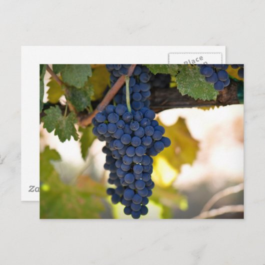 Rote Weintrauben, die zur Weinherstellung verwende Postkarte (Vorne/Hinten)