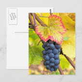 Rote Weintrauben im Weingebiet mit Herbstsaison Postkarte (Vorne/Hinten)