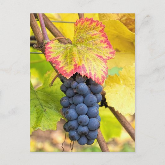 Rote Weintrauben im Weingebiet mit Herbstsaison Postkarte (Vorderseite)