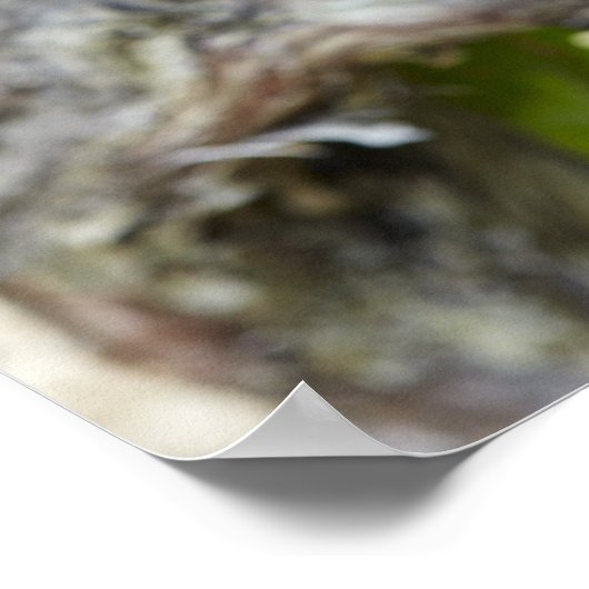 Rote Weintrauben Poster (Ecke)