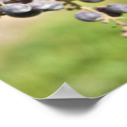 Rote Weintrauben Poster (Ecke)