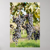 Rote Weintrauben Poster (Vorne)