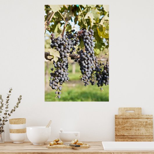 Rote Weintrauben Poster (Küche)
