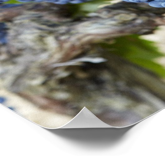 Rote Weintrauben Poster (Ecke)