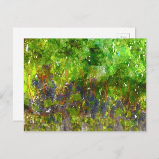 Rote Weintrauben Postkarte (Vorne/Hinten)