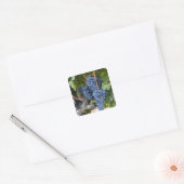 Rote Weintrauben Quadratischer Aufkleber (Umschlag)