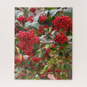 Rote Weißdornbeeren, San Francisco Puzzle