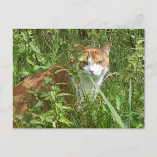 Rote weiße Katze mit grüner Augen DIY Postkarte