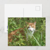 Rote weiße Katze mit grüner Augen DIY Postkarte (Vorne/Hinten)