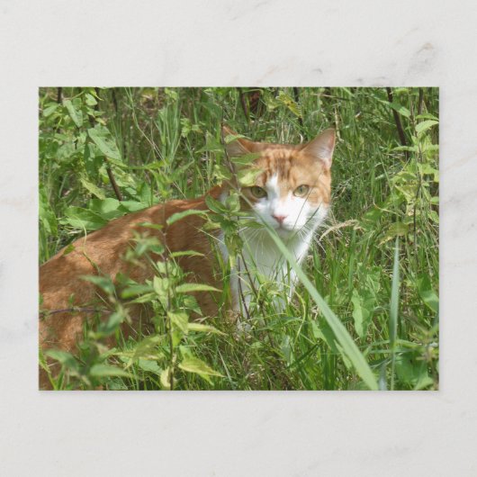 Rote weiße Katze mit grüner Augen DIY Postkarte (Vorderseite)