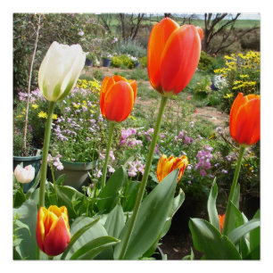 Rote Weiße Tulpe Tulpen Frühling Natur Garten Post Poster