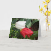 rote weiße Tulpekarte Karte (Gelbe Blume)