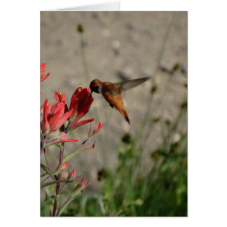 Rote Wildblume