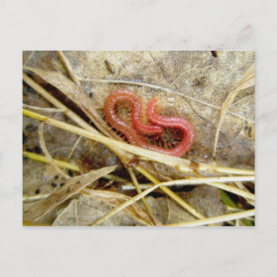 Rote Zentipede Geophilomorpha (Strigamia) Postkarte