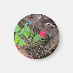 Rote Zinnia mit rostigen Objekten Magnet