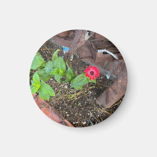 Rote Zinnia mit rostigen Objekten Magnet (Vorne)