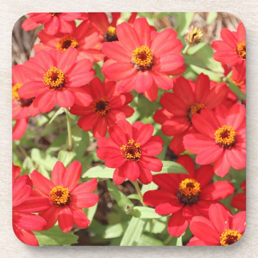 Rote Zinnien-Blumenuntersetzer Getränkeuntersetzer (Vorderseite)