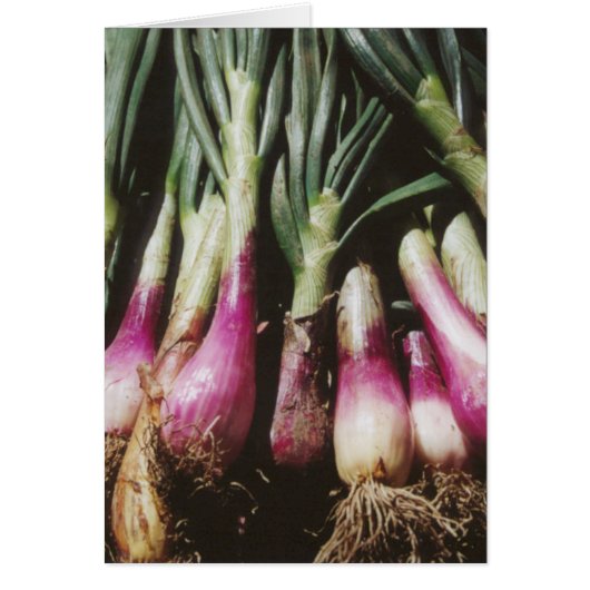 Rote Zonen in Bauern Pflanzenmarkt (Vorne)