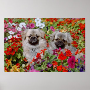 Rote zwei tibetische Spaniels in Blume Blume Poster