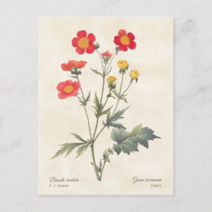 Rote Zwergnelke Vintage-Botanische Illustration Postkarte