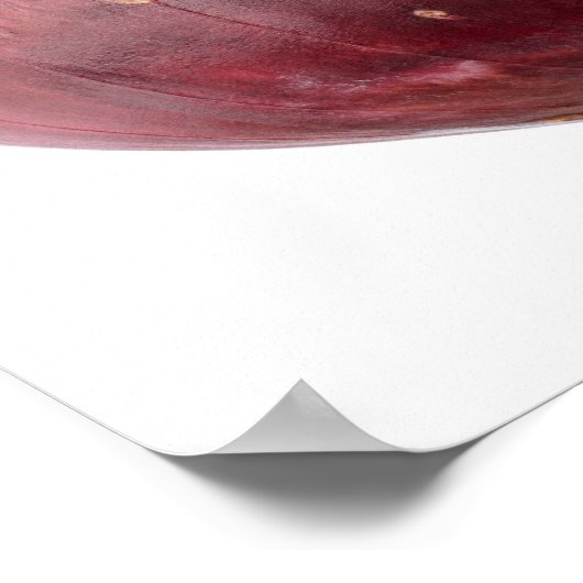 Rote Zwiebel auf weißem Hintergrund abgeschieden, Poster (Ecke)