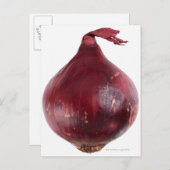 Rote Zwiebel auf weißem Hintergrund abgeschieden, Postkarte (Vorne/Hinten)
