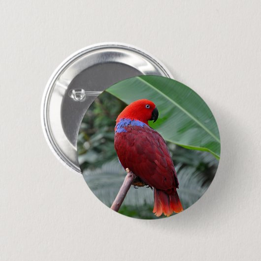 Roteklektischer Papagei Button (Vorne & Hinten)