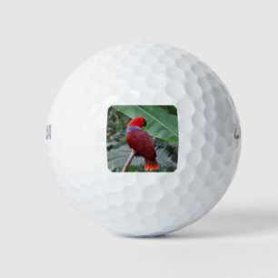 Roteklektischer Papagei Golfball