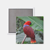 Roteklektischer Papagei Magnet (Vorderseite/Rückseite)